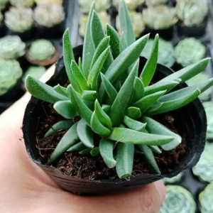 cỏ ngọcc