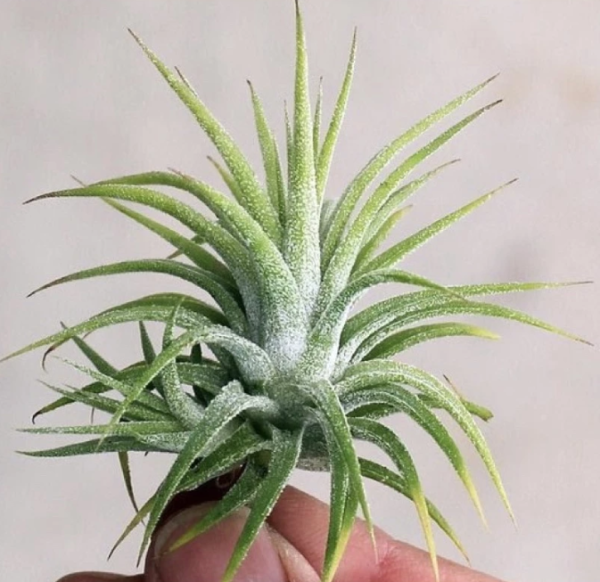 thạch thảo