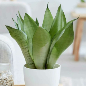 lưỡi hổ bạc lùn