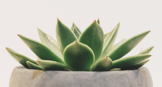 banner miêu tả