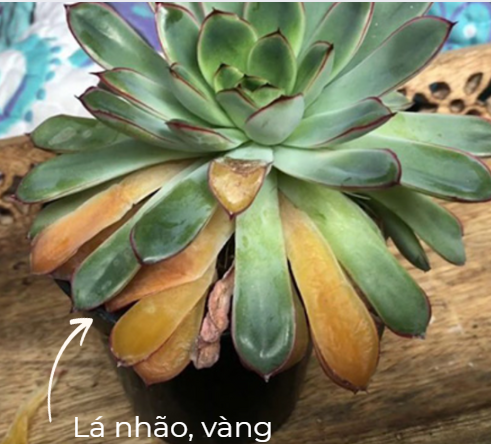lá nhão, vàng