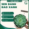 bánh bao xanh