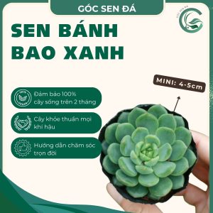 bánh bao xanh