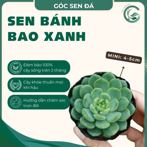 bánh bao xanh