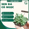sen đá cỏ ngọc
