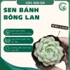 bánh bông lan
