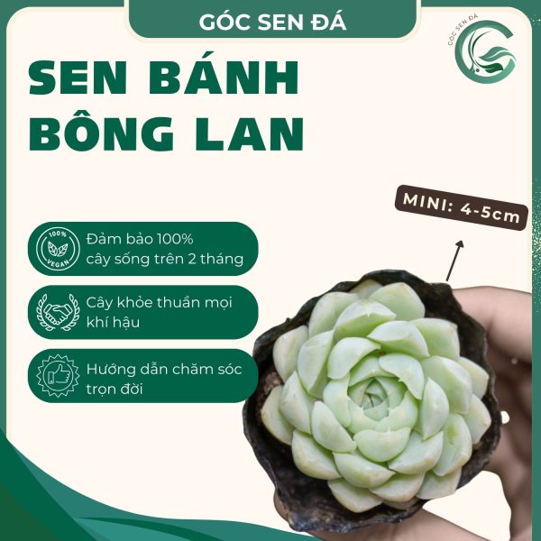 bánh bông lan
