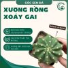 xoáy gai