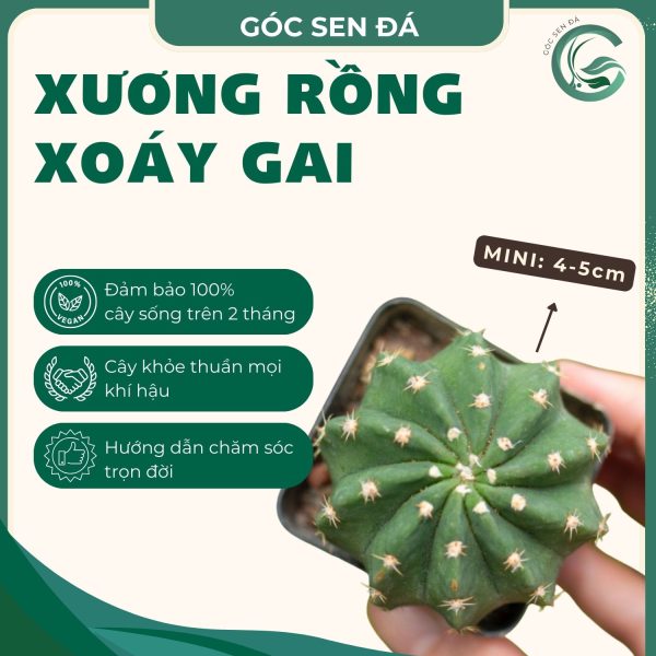 xoáy gai
