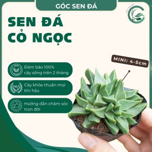 sen đá cỏ ngọc