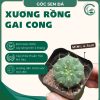 gai cong