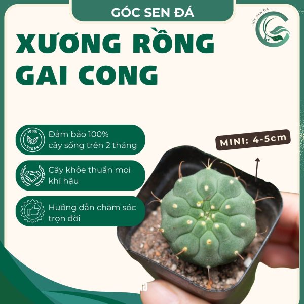gai cong