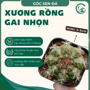 gai nhọn