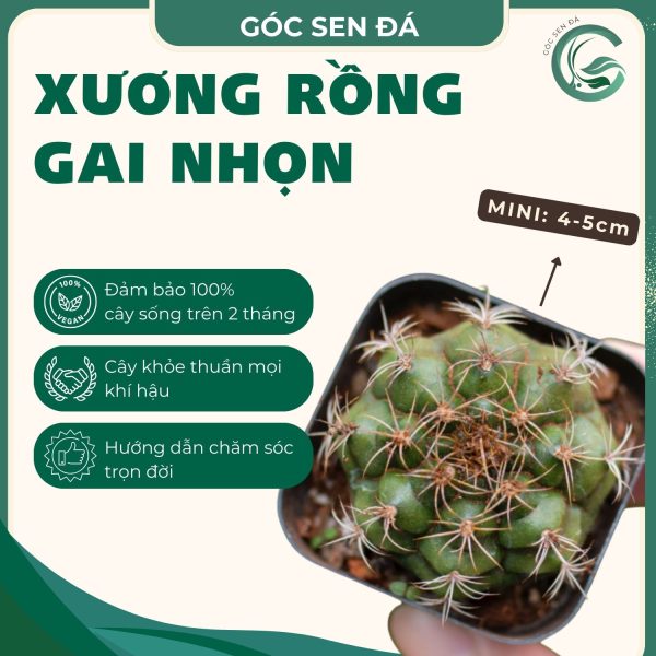 gai nhọn