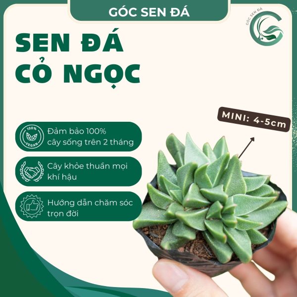 sen đá cỏ ngọc