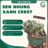 nhung xanh crest