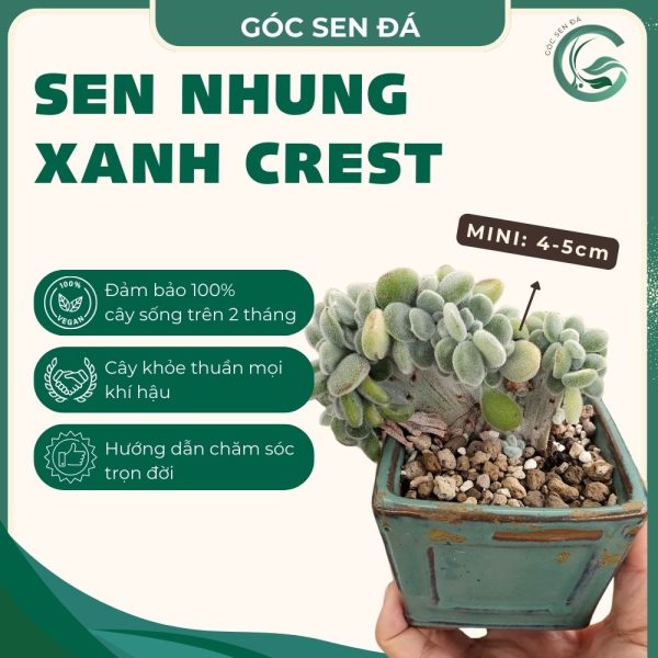 nhung xanh crest