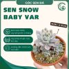 snow baby var
