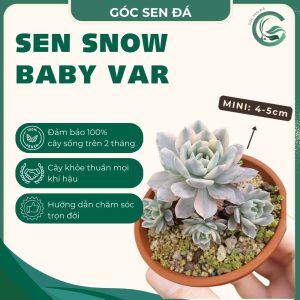 snow baby var