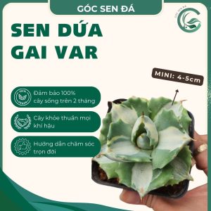 dứa gai