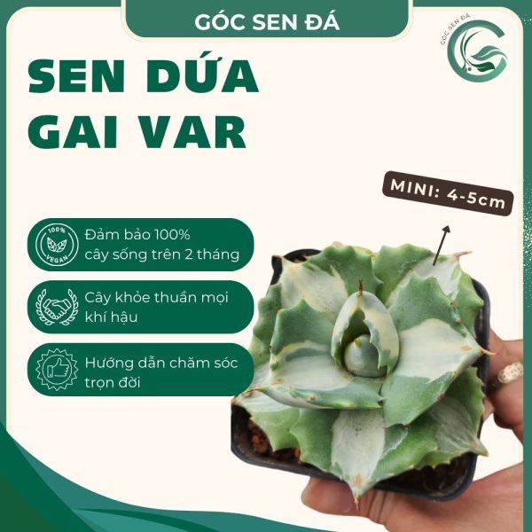 dứa gai