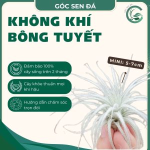 kk bông tuyết