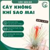 cây kk sao mai
