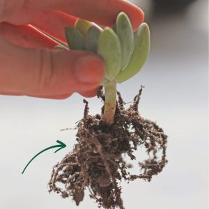 Cách chọn sen đá đúng cách