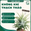 kk thạch thảo
