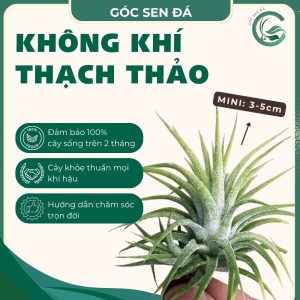 kk thạch thảo