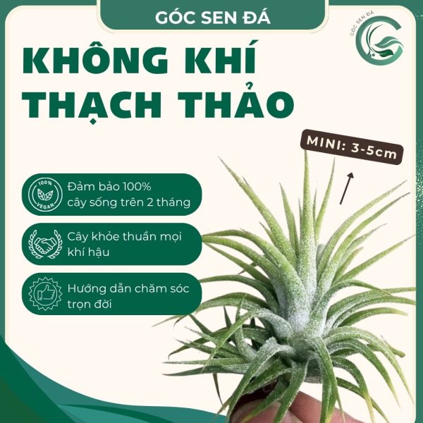 kk thạch thảo