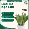 lưỡi hổ bạc lùn