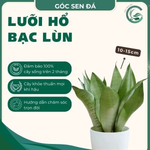 lưỡi hổ bạc lùn