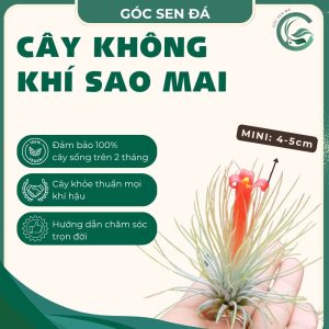 cây kk sao mai