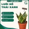 lưỡi hổ thái xanh
