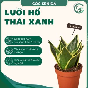 lưỡi hổ thái xanh