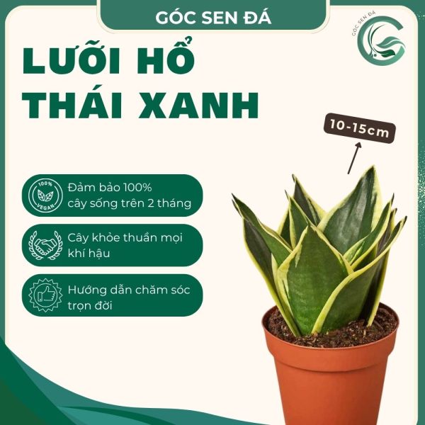 lưỡi hổ thái xanh