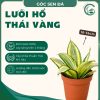 lưỡi hổ thái vàng