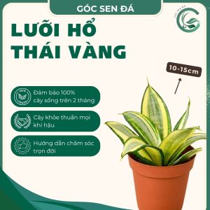 lưỡi hổ thái vàng