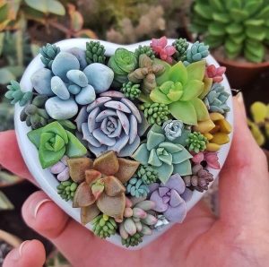ý nghĩa cây sen đá trong phong thủy