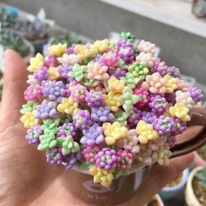 ý nghĩa cây sen đá trong phong thủy
