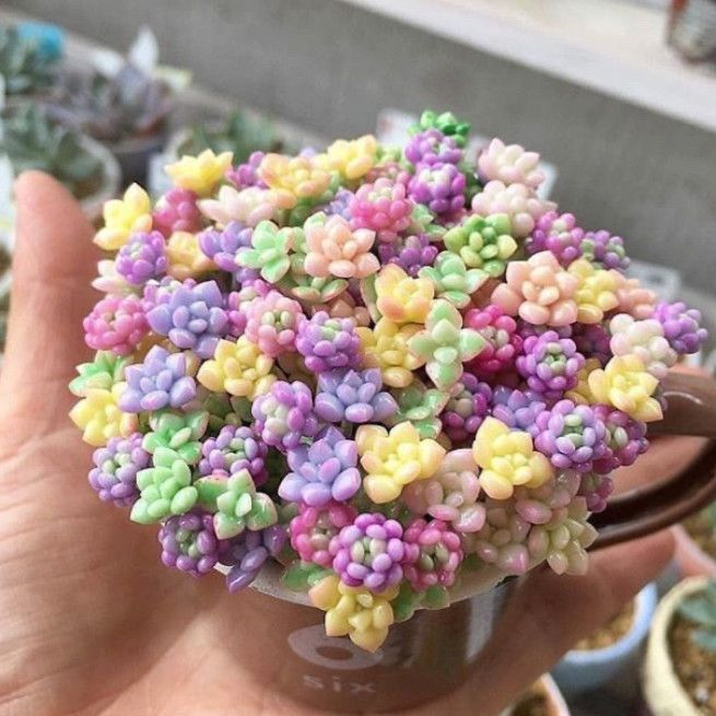 ý nghĩa cây sen đá trong phong thủy