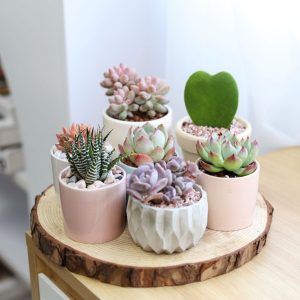 ý nghĩa cây sen đá trong phong thủy