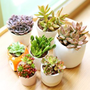ý nghĩa cây sen đá trong phong thủy