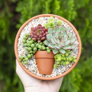 ý nghĩa cây sen đá trong phong thủy