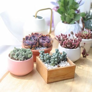 ý nghĩa cây sen đá trong phong thủy