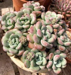 avt sen đá bình thạnh