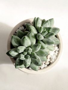 avt các loại sen đá quý hiếm