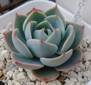 avt cách trôn đất trồng cây sen đá