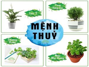 Các loại cây phù hợp với mệnh thủy